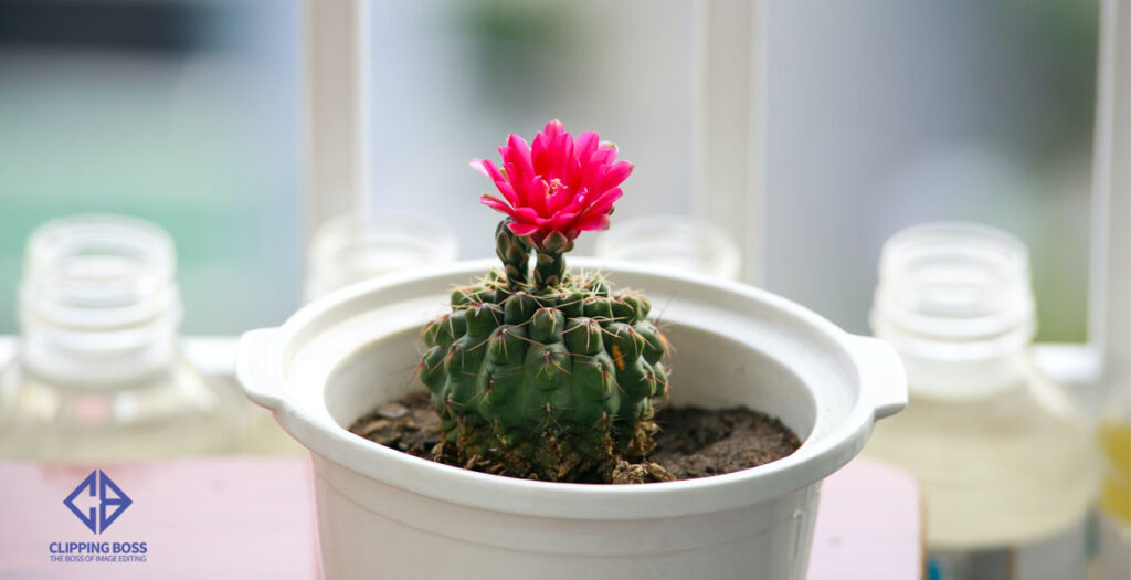 cacti flower photography tips